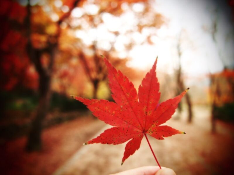 Seoul: Hwadamsup & Luge & Korea Folk Village One Day Tour - FAQs