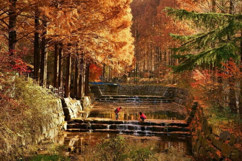 Seoul: Jangtaesan Recreational Forest Autumn Foliage Tour - A Detailed Look at the Tour Experience