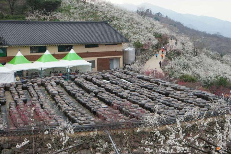 Seoul: Korea Spring Cherry Blossom Day Tour - Key Points