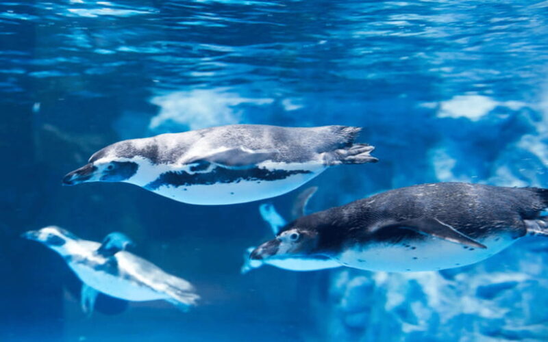 Seoul: Lotte World Aquarium Ticket - Key Points