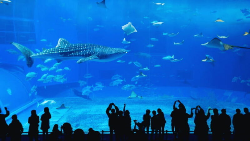 Seoul: Lotte World Aquarium Ticket - An In-Depth Look at What You Can Expect