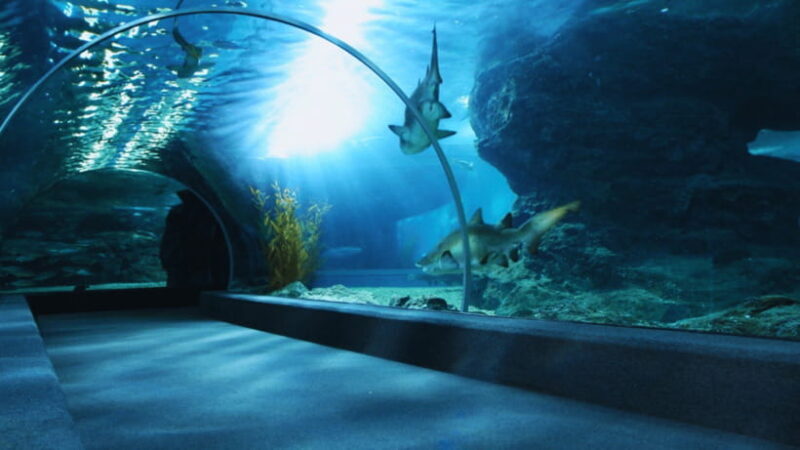 Seoul: Lotte World Aquarium Ticket - The Sum Up: Who Should Consider Visiting the Lotte World Aquarium?