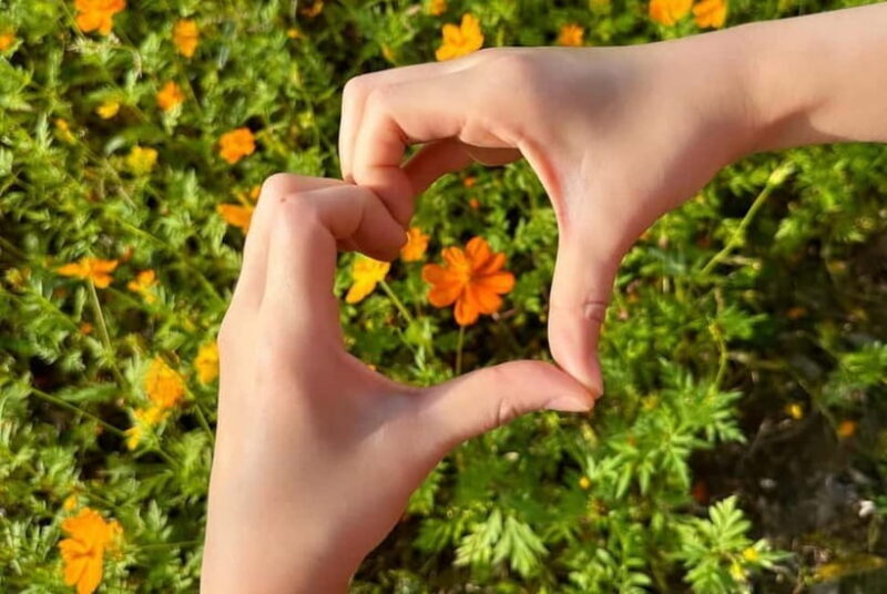 Seoul: Mt. Seorak & Autumn Flower Festival - Guides and Group Size