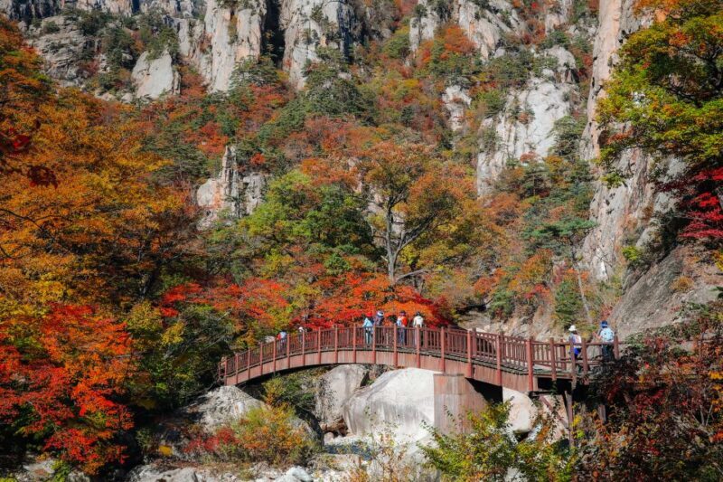 Seoul: Mt Seorak Hike with Naksansa Temple or Nami Island - Nami Island: An Enchanting Forested Retreat