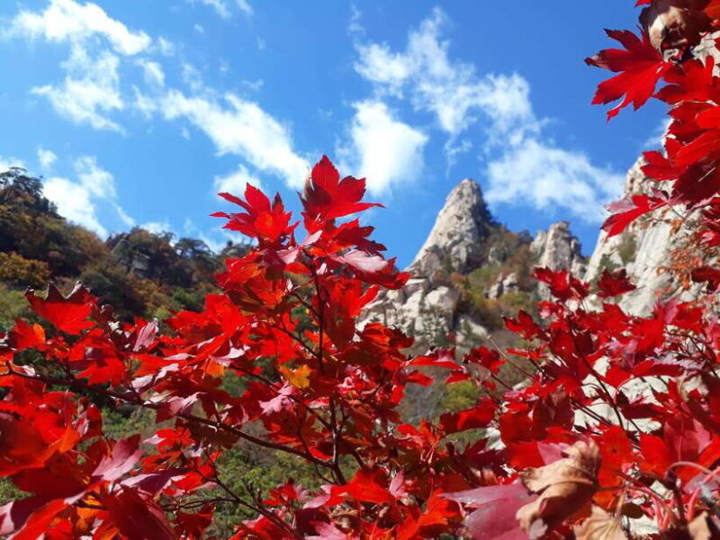 Seoul: Mt.Seorak, Nami Island & Korean Garden, No Shopping - Authentic Experiences and Practical Insights