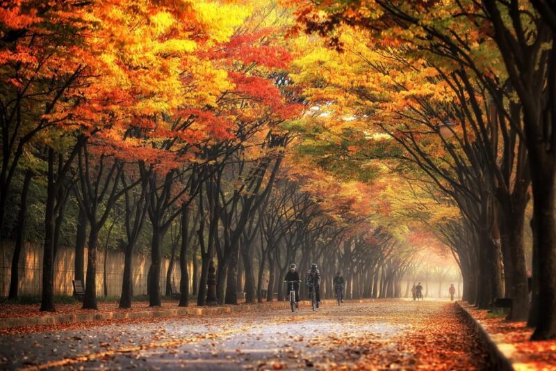 Seoul: Naejangsan National Park Autumn Foliage One Day Tour - An In-Depth Look at the Naejangsan Autumn Foliage Tour
