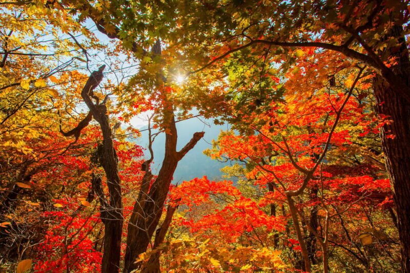 Seoul: Naejangsan National Park Autumn Foliage One Day Tour - Authentic Feedback from Other Travelers