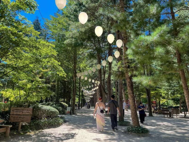 Seoul: Nami Island & Petite France Tour with Railbike Option - An In-Depth Look at the Tour Experience
