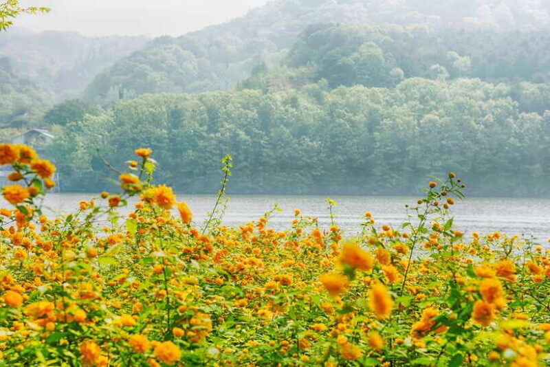 Seoul: Nami Island & Petite France Tour with Railbike Option - Who Should Consider This Tour?