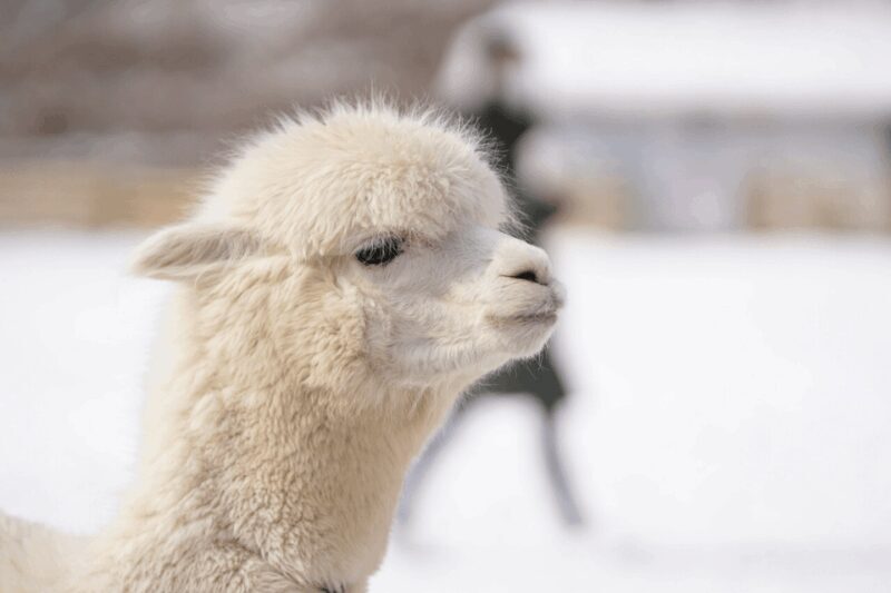 Seoul: SnowyLand in Vivaldi Park with Nami or Alpaca - Who Should Consider This Tour?