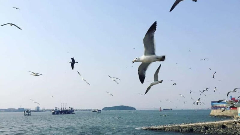 Seoul to Incheon Day Tour: Luge Ride, Railbike & Ferry Ride - Final Thoughts