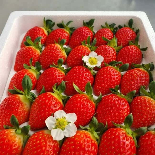 Seoul: Winter Day Tour in Pocheon with Strawberry Picking - Detailed Review of the Pocheon Winter Day Tour