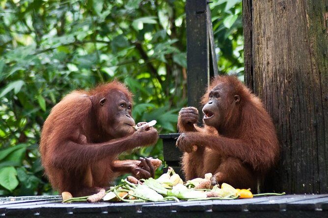 Sepilok Orang Utan, Sun Bear & Sandakan Nature City Tour + Lunch - Key Points