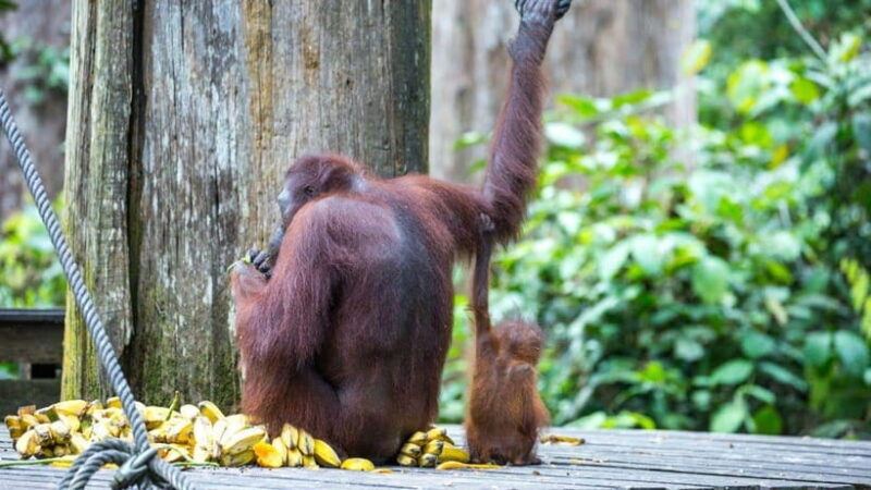 Sepilok Orangutan & Sun Bear Half-Day Tour | Sandakan - Discovering Sabah’s Wildlife on the Sepilok Orangutan & Sun Bear Half-Day Tour