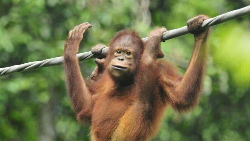 Sepilok Orangutan & Sun Bear Half-Day Tour | Sandakan - FAQs