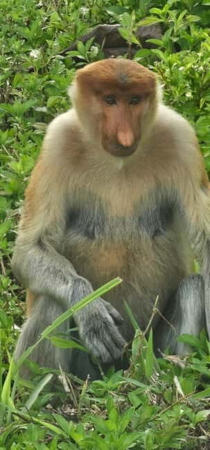 Sepilok OrangUtan, Sun Bear & Labuk Bay Full Day Trip - An In-Depth Look at the Tour Experience