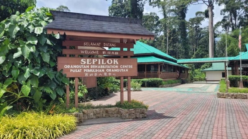 Sepilok OrangUtan, Sun Bear & Labuk Bay Full Day Trip - Authentic Insights from Travelers