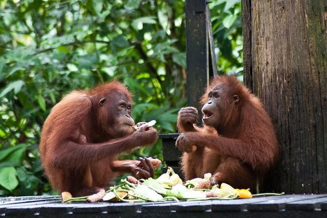 Sepilok Orangutan , SunBear, Proboscis Monkey from Sandakan City - Frequently Asked Questions