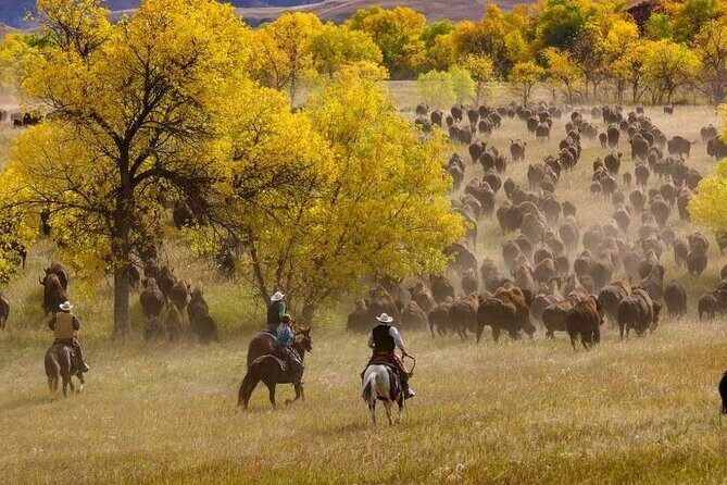 Sept 26 Only - 2025 Custer State Park Buffalo Roundup - Public - Frequently Asked Questions