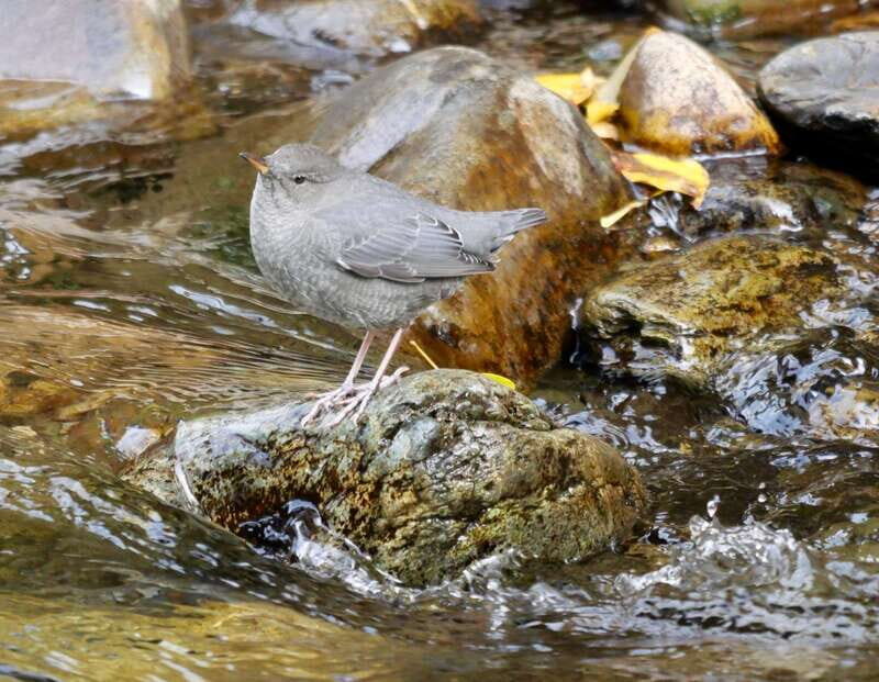 September 2025 British Columbia Rocky Mountain Birding Tour - Key Points