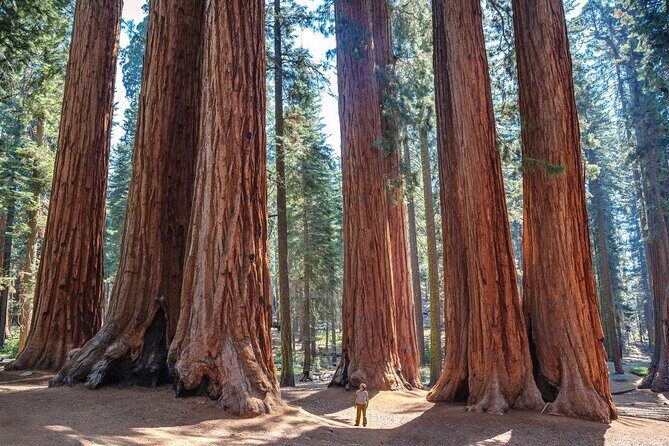 Sequoia Full Day Private Tour and Hike - Experience the Majesty of Sequoia and Kings Canyon on a Private Full-Day Tour
