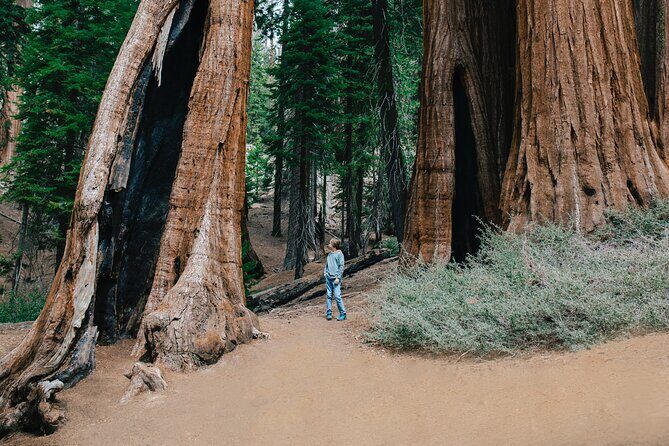 Sequoia Full Day Private Tour and Hike - Who Should Consider This Tour?