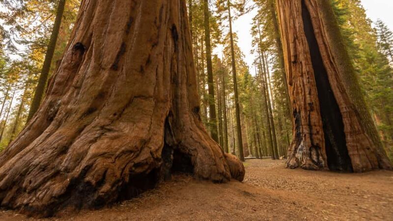 Sequoia National Park: Giant Forest Hike with Naturalist - Key Points