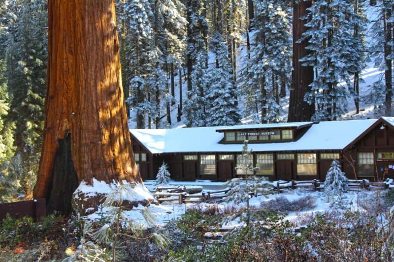 Sequoia National Park: Giant Forest Hike with Naturalist - The Snowshoe and Traction Gear