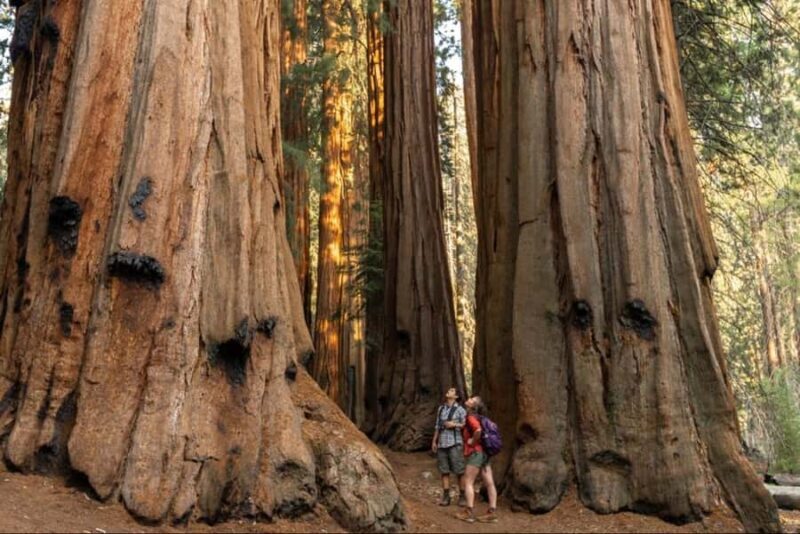 Sequoia National Park: Giant Forest Private Tour - An In-Depth Look at the Sequoia National Park: Giant Forest Private Tour