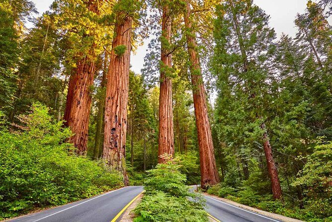 Sequoia National Park Private Tour - A Closer Look at the Sequoia National Park Private Tour