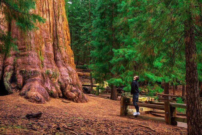 Sequoia National Park Self-Guided Audio Tour - The Sum Up