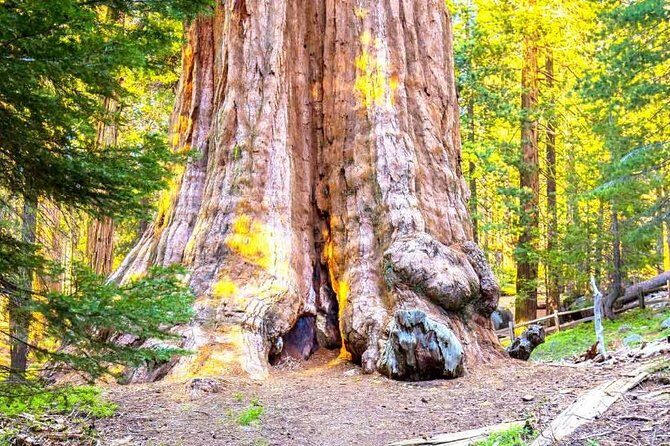 Sequoia Park Private Tour - Experience the Largest Trees and Scenic Beauty of Sequoia National Park