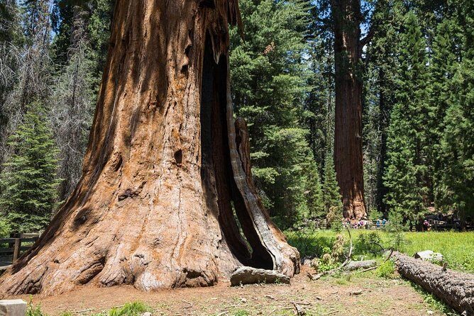 Sequoia Park Private Tour - Why Choose This Tour?