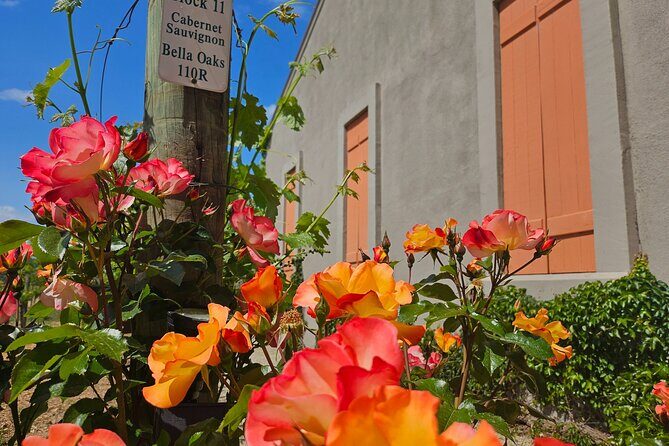 Serene and Romantic Wine Tasting Next to the Vines in Napa Valley - Authentic Experiences and Traveler Quotes