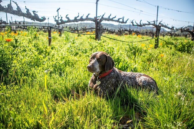 Serene and Romantic Wine Tasting Next to the Vines in Napa Valley - Final Thoughts: Who Will Love This?