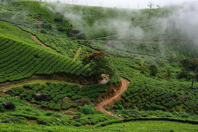 Serene Munnar Retreat: Private Tour from Kochi to the Munnar Hill - Who Would Enjoy This Tour?