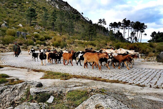 Serra da Estrela - Half-day off-road tour with cheese tasting - Final Thoughts: Value and Authenticity in a Mountain Adventure