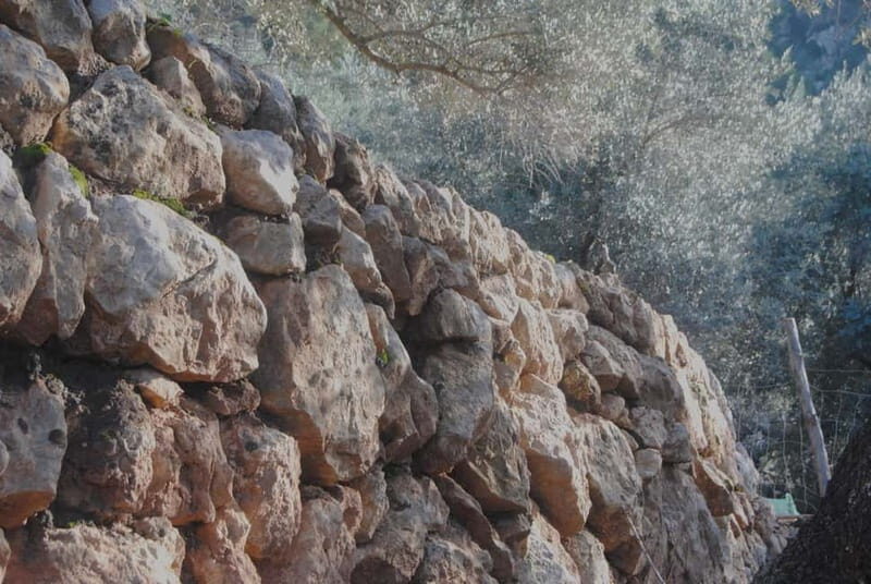 Serra de Tramuntana, Fornalutx: The olive tree: culture, cultivation, tasting. - A Deeper Look into the Olive Tree Experience in Fornalutx