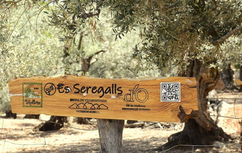 Serra de Tramuntana, Fornalutx: The olive tree: culture, cultivation, tasting. - How This Tour Balances Value and Authenticity