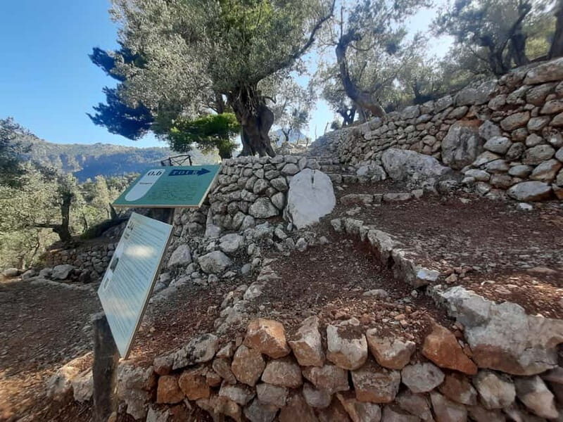 Serra de Tramuntana, Fornalutx: The olive tree: culture, cultivation, tasting. - FAQs