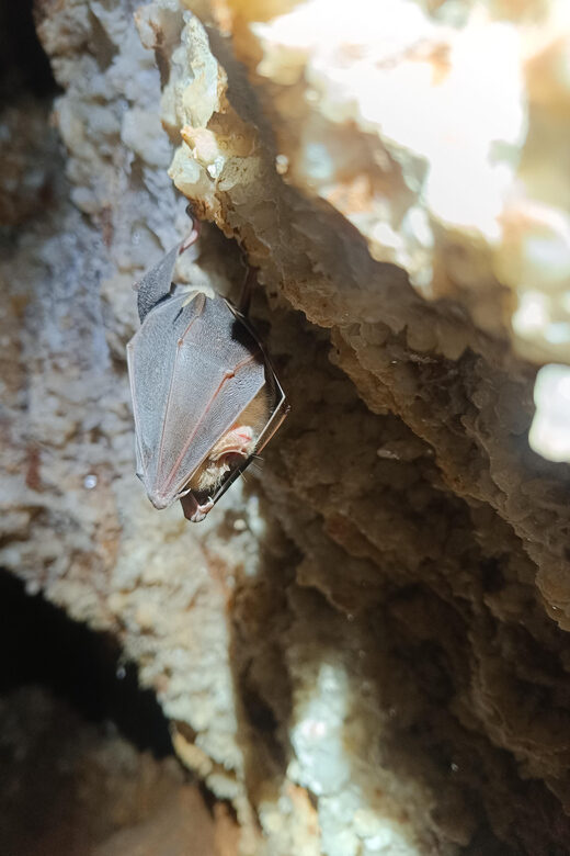 Serra dos Candeeiros: Alcobertas' Cave and the Natural Park - Exploring the Serra dos Candeeiros: Alcobertas Cave and Natural Park