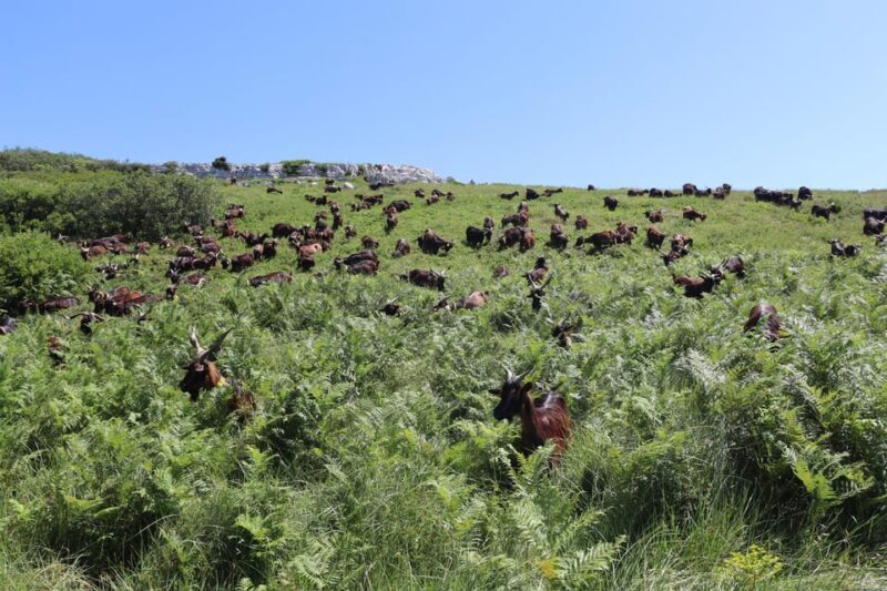 Serra dos Candeeiros : Shepherd for a morning - The Itinerary: From Village to Mountain Vistas