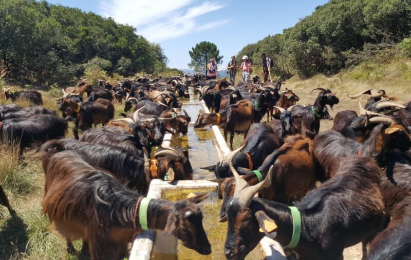 Serra dos Candeeiros : Shepherd for a morning - Authentic Encounters and Animal Handling
