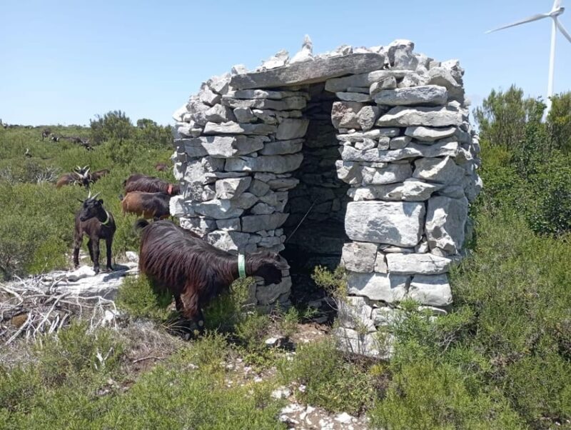 Serra dos Candeeiros : Shepherd for a morning - Value and Practical Details