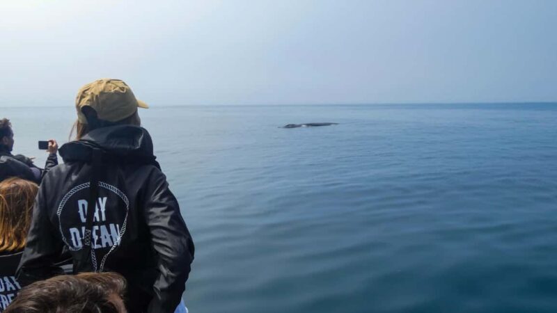 Sesimbra: Arrábida Dolphin and Whale Watching with Biologist - Setting the Scene: Where and How