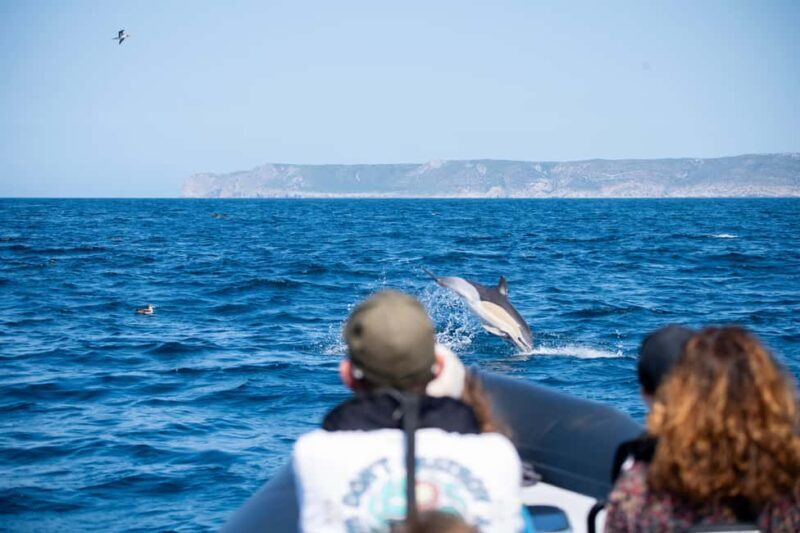 Sesimbra: Arrábida Dolphin and Whale Watching with Biologist - What Makes This Tour Stand Out