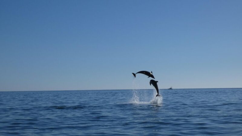 Sesimbra: Arrábida Dolphin and Whale Watching with Biologist - Practical Tips for Travelers