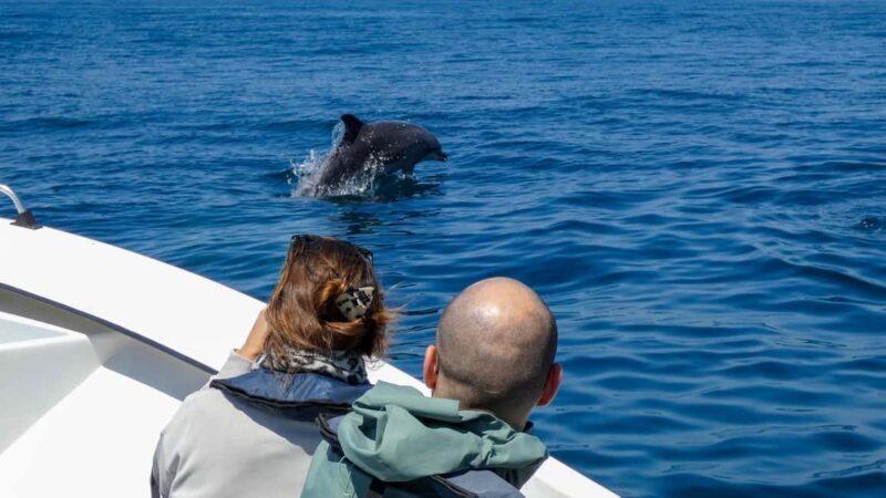 Sesimbra: Arrábida Dolphin and Whale Watching with Biologist - Pricing and Value