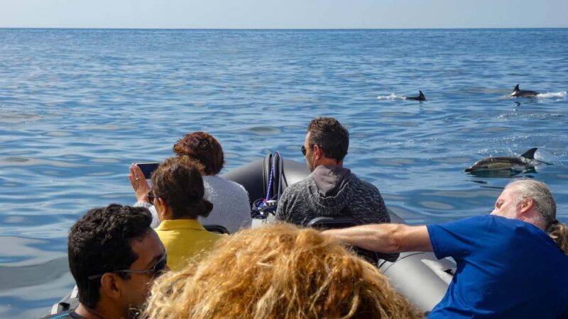 Sesimbra: Arrábida Dolphin and Whale Watching with Biologist - Who Will Love This Experience?