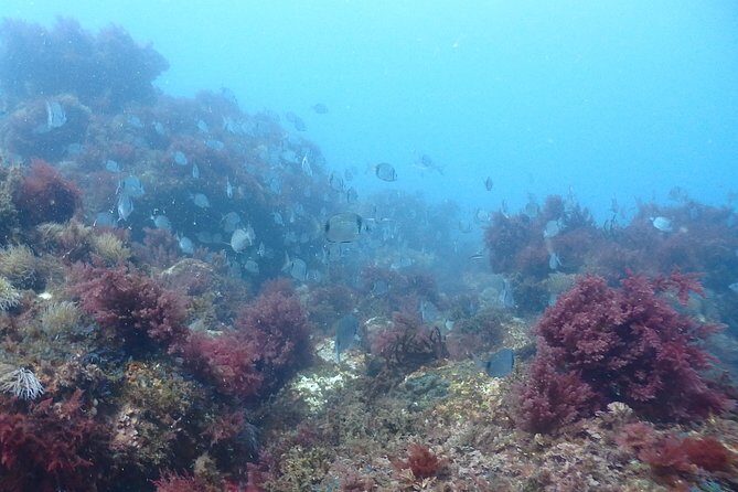 Sesimbra Dive Discovery - Key Points